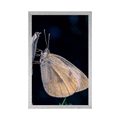 AFFICHE – PAPILLON SUR FLEUR - ANIMAUX - AFFICHES