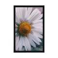 AFFICHE – MAGNIFIQUE MARGUERITE - FLEURS - AFFICHES