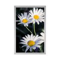 AFFICHE – MARGUERITES DANS LE JARDIN - FLEURS - AFFICHES