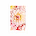AFFICHE AVEC PASSE-PARTOUT – FLEURS DE DAHLIAS PASTEL - FLEURS - AFFICHES