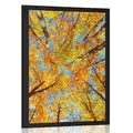 AFFICHE – COURONNES D'ARBRES EN AUTOMNE - NATURE - AFFICHES
