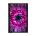 AFFICHE – GERBERA POURPRE - FLEURS - AFFICHES