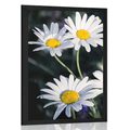 AFFICHE – MARGUERITES DANS LE JARDIN - FLEURS - AFFICHES