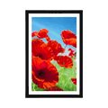 AFFICHE – FLEURS DE COQUELICOTS DANS LE PRÉ - FLEURS - AFFICHES