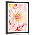AFFICHE AVEC PASSE-PARTOUT – FLEURS DE DAHLIAS PASTEL - FLEURS - AFFICHES