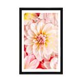 AFFICHE AVEC PASSE-PARTOUT – FLEURS DE DAHLIAS PASTEL - FLEURS - AFFICHES