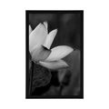 AFFICHE – FLEUR DE LOTUS DÉLICATE EN NOIR ET BLANC - NOIR ET BLANC - AFFICHES
