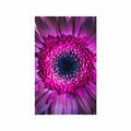 AFFICHE – GERBERA POURPRE - FLEURS - AFFICHES