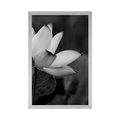 AFFICHE – FLEUR DE LOTUS DÉLICATE EN NOIR ET BLANC - NOIR ET BLANC - AFFICHES