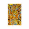 AFFICHE – COURONNES D'ARBRES EN AUTOMNE - NATURE - AFFICHES