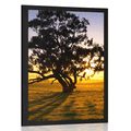 AFFICHE – ARBRE SOLITAIRE AU COUCHER DU SOLEIL - NATURE - AFFICHES