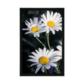 AFFICHE – MARGUERITES DANS LE JARDIN - FLEURS - AFFICHES
