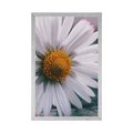 AFFICHE – MAGNIFIQUE MARGUERITE - FLEURS - AFFICHES