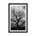 AFFICHE – ARBRE MAGNIFIQUE DANS LA PRAIRIE EN NOIR ET BLANC - NOIR ET BLANC - AFFICHES