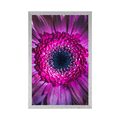 AFFICHE – GERBERA POURPRE - FLEURS - AFFICHES