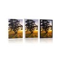 AFFICHE – ARBRE SOLITAIRE AU COUCHER DU SOLEIL - NATURE - AFFICHES