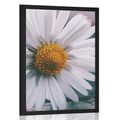 AFFICHE – MAGNIFIQUE MARGUERITE - FLEURS - AFFICHES