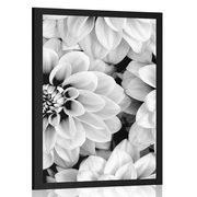 AFFICHE – FLEURS DE DAHLIA EN NOIR ET BLANC - NOIR ET BLANC - AFFICHES