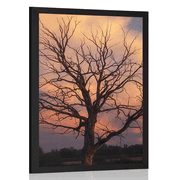 AFFICHE – MAGNIFIQUE ARBRE DANS LA PRAIRIE - NATURE - AFFICHES