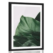 AFFICHE AVEC PASSE-PARTOUT – LETTRE DE MONSTERA SÉDUISANTE - FLEURS - AFFICHES