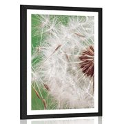 AFFICHE AVEC PASSE-PARTOUT – GRAINES DE PISSENLIT - FLEURS - AFFICHES