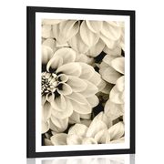 AFFICHE AVEC PASSE-PARTOUT – FLEURS DE DAHLIAS EN SÉPIA - NOIR ET BLANC - AFFICHES