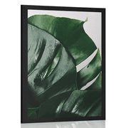 AFFICHE – FEUILLES DE MONSTERA - FLEURS - AFFICHES