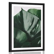 AFFICHE AVEC PASSE-PARTOUT – LETTRE DE MONSTERA - FLEURS - AFFICHES