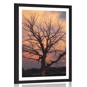 AFFICHE – ARBRE MAGNIFIQUE DANS LA PRAIRIE - NATURE - AFFICHES
