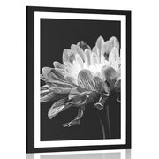 AFFICHE – MARGUERITE EN NOIR ET BLANC - NOIR ET BLANC - AFFICHES