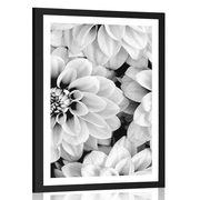 AFFICHE AVEC PASSE-PARTOUT – FLEURS DE DAHLIAS EN NOIR ET BLANC - FLEURS - AFFICHES