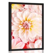 AFFICHE – FLEURS DE DAHLIA PASTEL - FLEURS - AFFICHES