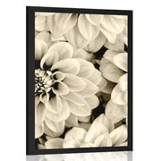 AFFICHE – FLEURS DE DAHLIA EN SÉPIA - NOIR ET BLANC - AFFICHES