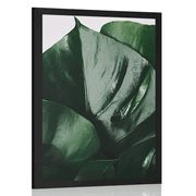 AFFICHE – FEUILLE DE MONSTERA - FLEURS - AFFICHES