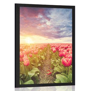 AFFICHE – LEVER DE SOLEIL SUR PRAIRIE AVEC TULIPES - FLEURS - AFFICHES