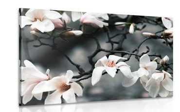 TABLEAU SUR TOILE – MAGNOLIA S'ÉVEILLANT - TABLEAUX DE FLEURS - TABLEAUX