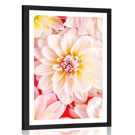 AFFICHE AVEC PASSE-PARTOUT – FLEURS DE DAHLIAS PASTEL - FLEURS - AFFICHES