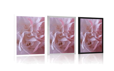 AFFICHE – PÉTALES D'ŒILLET - FLEURS - AFFICHES