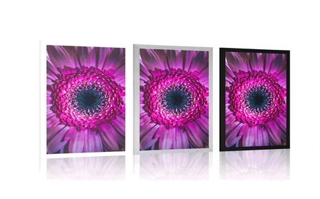 AFFICHE – GERBERA POURPRE - FLEURS - AFFICHES