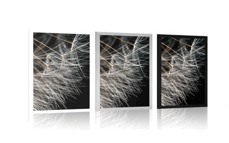 AFFICHE – BEAUTÉ DU PISSENLIT - FLEURS - AFFICHES