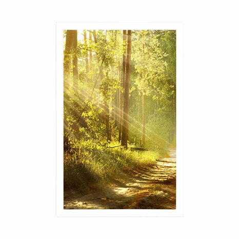 AFFICHE – RAYONS DE SOLEIL DANS LA FORÊT AVEC PASSE-PARTOUT - NATURE - AFFICHES