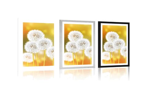 AFFICHE – PISSENLIT DUVETEUX - FLEURS - AFFICHES