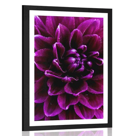 AFFICHE AVEC PASSE-PARTOUT – FLEUR POURPRE-VIOLET - FLEURS - AFFICHES