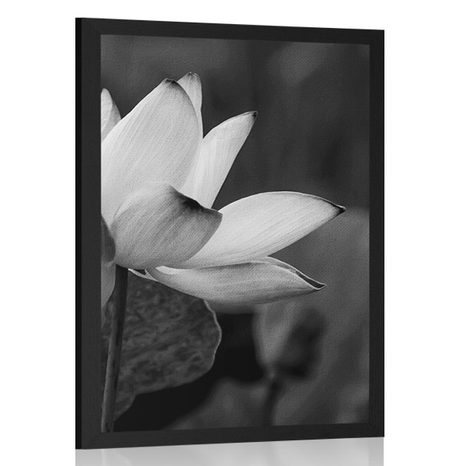 AFFICHE – FLEUR DE LOTUS DÉLICATE EN NOIR ET BLANC - NOIR ET BLANC - AFFICHES