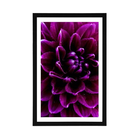 AFFICHE AVEC PASSE-PARTOUT – FLEUR POURPRE-VIOLET - FLEURS - AFFICHES