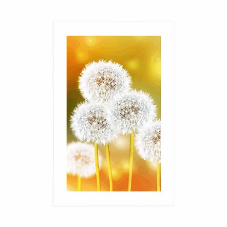 AFFICHE – PISSENLIT DUVETEUX - FLEURS - AFFICHES