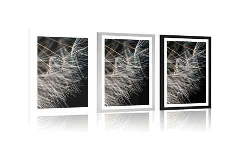 AFFICHE – BEAUTÉ DU PISSENLIT - FLEURS - AFFICHES