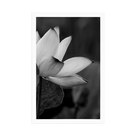 AFFICHE – FLEUR DE LOTUS DÉLICATE EN NOIR ET BLANC - NOIR ET BLANC - AFFICHES