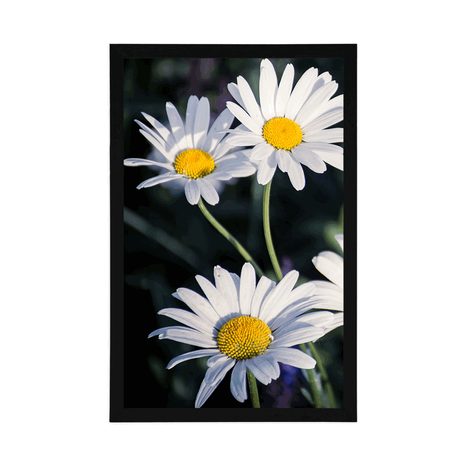 AFFICHE – MARGUERITES DANS LE JARDIN - FLEURS - AFFICHES