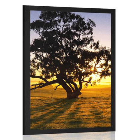 AFFICHE – ARBRE SOLITAIRE AU COUCHER DU SOLEIL - NATURE - AFFICHES